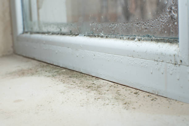 Best Emergency Mold Remediation  in Camas, WA